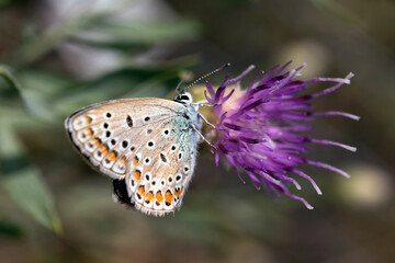 butterfly on flower