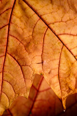 Autumn Maple Leaf 3/7