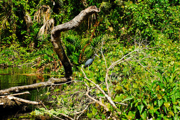 Fototapeta na wymiar Little blue heron in the Central Florida swamps at Rock springs run