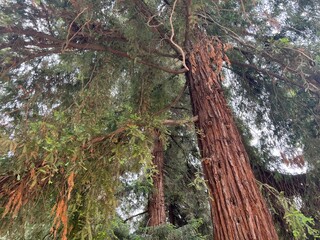 Redwood tree in the woods