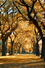 Fototapeta premium autumn in the park