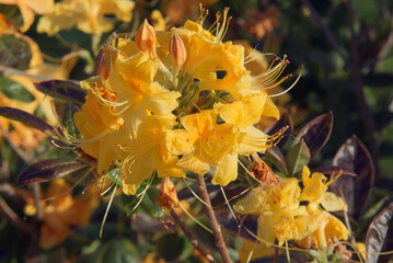 Rhododendron luteum, the yellow azalea or honeysuckle azalea in the bloom. The separate branch of...