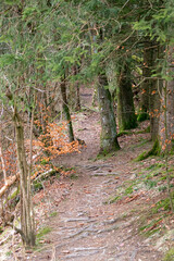 A l’aventure sur une piste isolée dans la forêt
