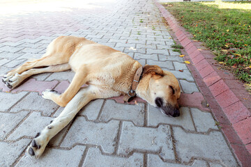 Close up of cute dog in collar sleeping on the street outside. A big brown dog lying on sidewalk. Selective focus.