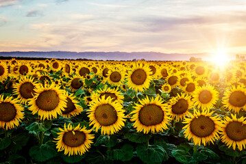 Sunflower Field Yellow Closeup