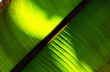 Closeup of sunlight on palm leaf.