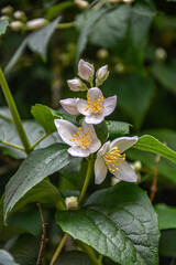 close up of jasmine flowers in a garden .