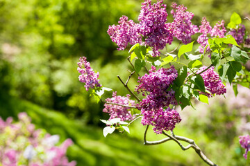 Closeup on a lilac branch in bloom on green background.