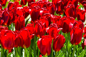 Field of red tulips.