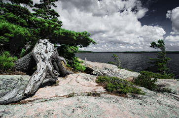 View on Georgian Bay, Lake Huron granite shore with old dry tree stump.