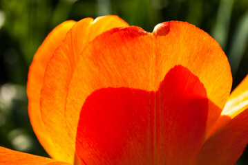 Orange and red tulip closeup.