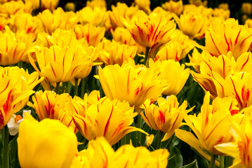 Bright beautiful yellow tulips with red stripes.