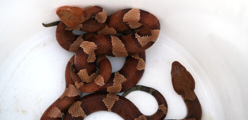 Dangerous venomous Copperhead snakes in bucket closeup.