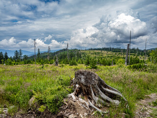 Wurzelstamm im Mittelgebirge im Bayerischen Wald