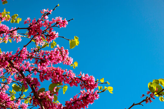 Pink flowers of the Judas tree or cercis siliquastrum or erguvan