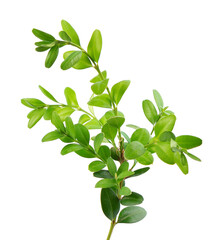 Boxwood branch isolated on white background. Green boxwood sprig. Buxus with clipping path.