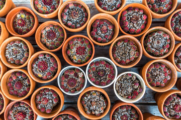 flowers at a florist - austria