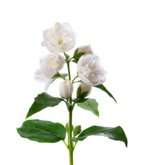 Naklejka na ściany i meble Jasmine flower, isolated on white background. Branch of white terry jasmine flowers.