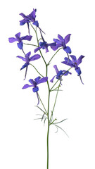 Delphinium grandiflorum flower, isolated on white background. Blue larkspur flowers.