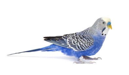 Blue budgie isolated on white background. Budgerigars bird or wavy parrot.