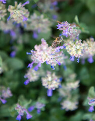 Bee on catmint flowers
