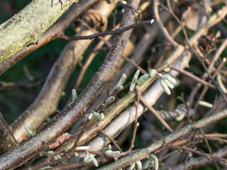 branches