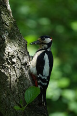 male great spotted woodpecker (Dendrocopos major)