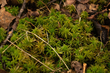 Sphagnum moss in a bog or fen