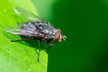 House fly, Fly, House fly on leaf