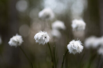 White cotton like flowers, commonly known as hare's-tail, in a Swedish wetland and forest on an early summers morning. 