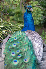 Obraz premium Beautiful colours of a peacock