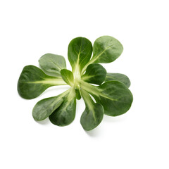 Fototapeta premium Corn Salad Leaves isolated on white background.