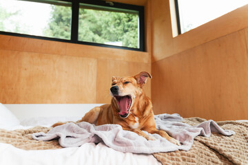 Happy ginger mixed breed dog on bed