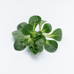 Corn Salad Leaves isolated on white background.