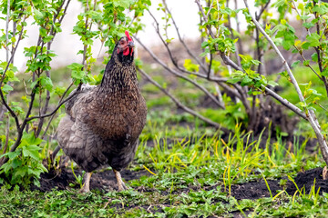 Black spotted chicken on a farm in the garden near the currant bushes