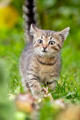Naklejka na ściany i meble Cute striped kitten walks in the garden on the green grass