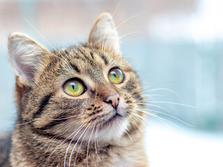 Cute striped cat sitting by the window and looking up