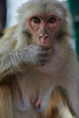 Obraz premium Monkeypox virus, monkeys in the wild spread the virus