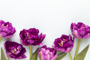 Obraz premium Lilac tulip flowers on pastel background.