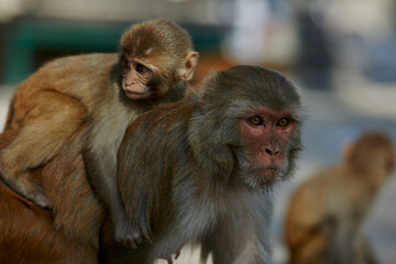 Monkeypox virus, monkeys in the wild spread the virus