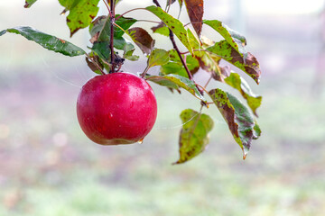 Wet red apple in the garden on a tree. Growing apples