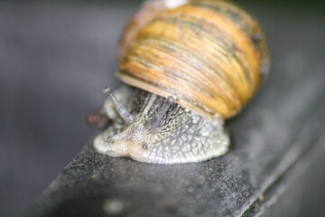 closeup of snail