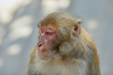 Monkeypox virus, monkeys in the wild spread the virus