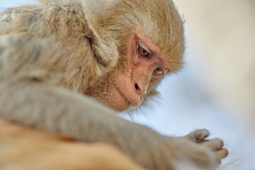 Monkeypox virus, monkeys in the wild spread the virus