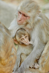 Monkeypox virus, monkeys in the wild spread the virus