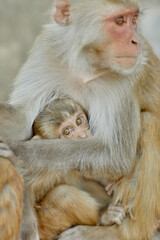 Monkeypox virus, monkeys in the wild spread the virus