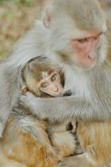 Monkeypox virus, monkeys in the wild spread the virus