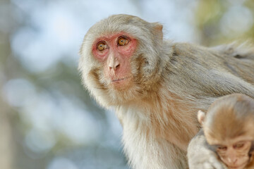 Monkeypox virus, monkeys in the wild spread the virus