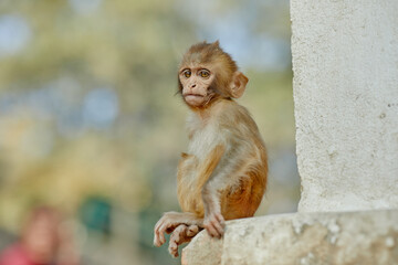 Monkeypox virus, monkeys in the wild spread the virus