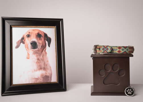urn with a puppy print, on it, a colorful leash, next to it a photograph of the puppy. White background
